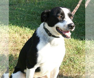 Sunshine - Female Labrador Retriever-Unknown Mix Dog for Adoption - Photo #3
