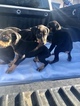 Small Photo #4 Doberman Pinscher Puppy For Sale in SUISUN CITY, CA, USA