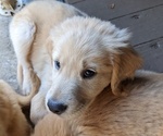 Small Photo #9 Golden Retriever Puppy For Sale in STANLEY, NC, USA