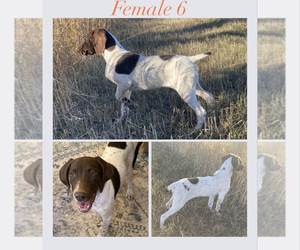 German Shorthaired Pointer Puppy for sale in HENSLER, ND, USA