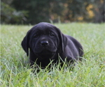 Small Photo #9 Labrador Retriever Puppy For Sale in DENMARK, SC, USA