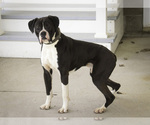 Small Photo #1 Boxer Puppy For Sale in SHIPSHEWANA, IN, USA