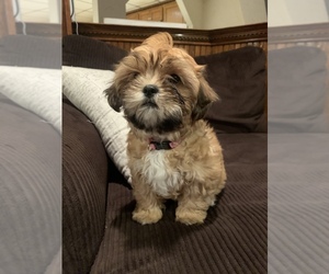 Maltipoo-Shih Tzu Mix Puppy for sale in MOOSIC, PA, USA