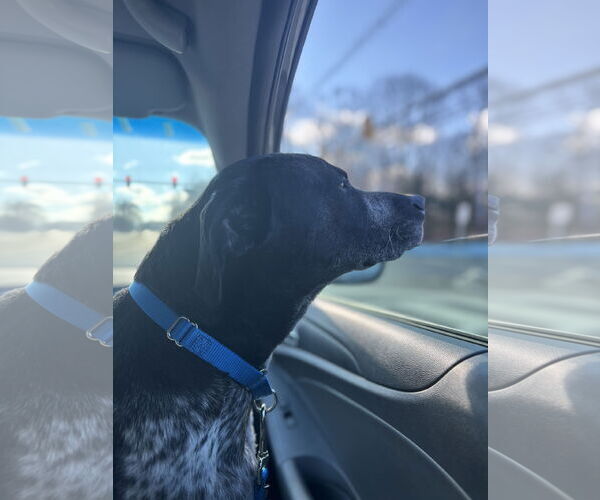 Medium Photo #7 Mutt Puppy For Sale in Rockaway, NJ, USA