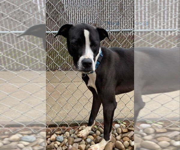 Medium Photo #4 American Pit Bull Terrier-Unknown Mix Puppy For Sale in Evansville, IN, USA