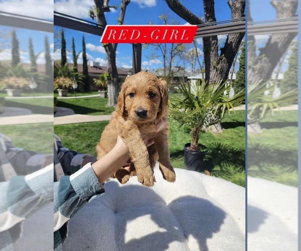 Medium Photo #8 Goldendoodle Puppy For Sale in SACRAMENTO, CA, USA