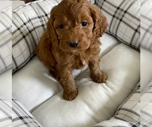 Cock-A-Poo Puppy for sale in Burlington, Ontario, Canada