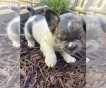 Puppy Puppy 2 French Bulldog