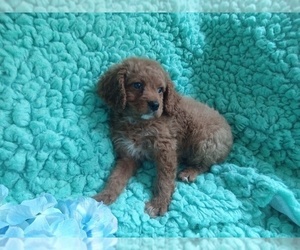 Cavalier King Charles Spaniel-Poodle (Toy) Mix Puppy for sale in LAUREL, MS, USA
