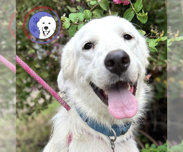 Medium Photo #1 Great Pyrenees Puppy For Sale in Spring, TX, USA
