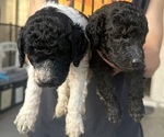 Small Photo #2 Poodle (Standard) Puppy For Sale in MARICOPA, AZ, USA