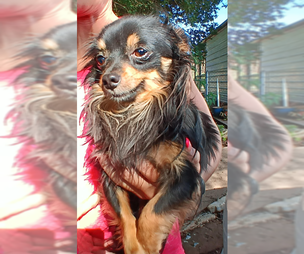 Medium Photo #1 Chihuahua-Unknown Mix Puppy For Sale in Cranston, RI, USA