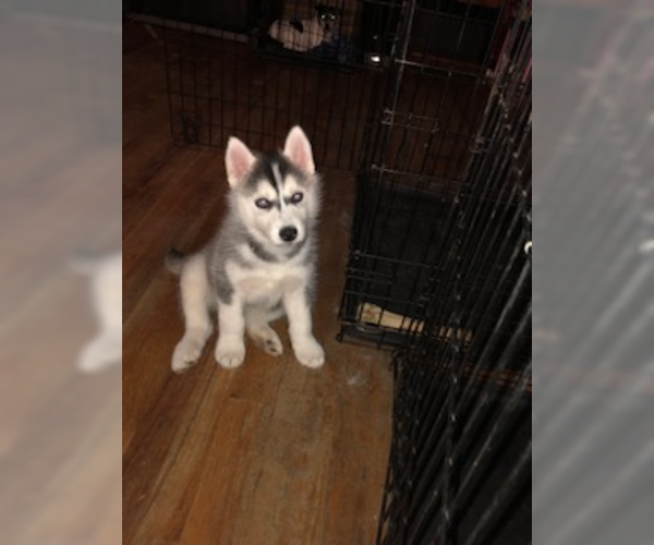 Medium Photo #9 Siberian Husky Puppy For Sale in JOPLIN, MO, USA