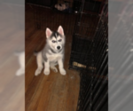 Small Photo #9 Siberian Husky Puppy For Sale in JOPLIN, MO, USA
