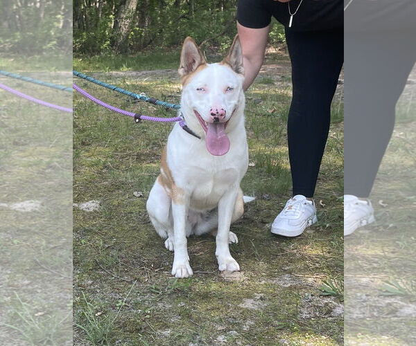 Medium Photo #6 Mutt Puppy For Sale in Chester, NJ, USA