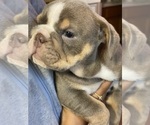 Small Photo #4 English Bulldog Puppy For Sale in SANTA CLARITA, CA, USA