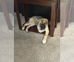 Small #2 Anatolian Shepherd Mix