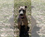 Small Mutt