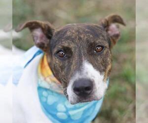 LAFFY - Female Mutt Dog for Adoption