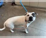 Small American Staffordshire Terrier Mix