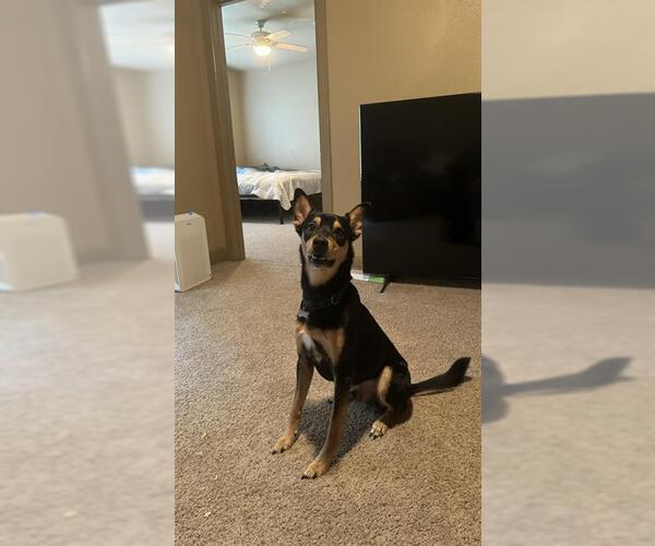 Medium Photo #2 Australian Kelpie-Unknown Mix Puppy For Sale in San Antonio, TX, USA