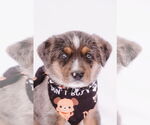 Small #11 Australian Shepherd Mix