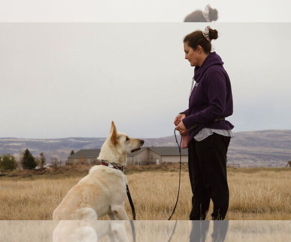 Medium Photo #4 German Shepherd Dog Puppy For Sale in Laramie, WY, USA