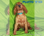 Small Photo #8 Irish Setter Puppy For Sale in EXCELSIOR SPRINGS, MO, USA