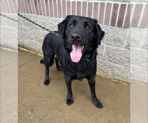 Rottweiler-Siberian Husky Mix Dogs for adoption in Evansville, IN, USA