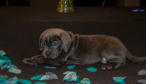 Medium Photo #8 Cane Corso Puppy For Sale in OAK LAWN, IL, USA