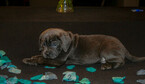 Small Photo #8 Cane Corso Puppy For Sale in OAK LAWN, IL, USA