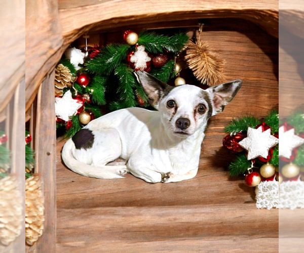 Medium Photo #1 Mutt Puppy For Sale in Vail, AZ, USA