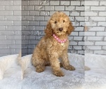 Small #1 Goldendoodle