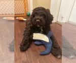 Small #6 Cockapoo