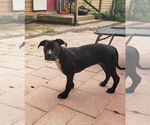 Small #1 American Pit Bull Terrier Mix