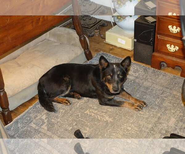 Medium Photo #1 Mutt Puppy For Sale in Doylestown, PA, USA