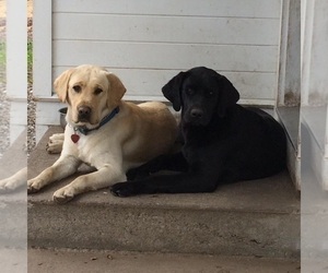 Father of the Labrador Retriever puppies born on 06/01/2022