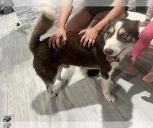 Siberian Husky Dogs for adoption in San Antonio, TX, USA