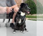 Small #15 Catahoula Leopard Dog-Labrador Retriever Mix