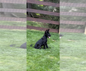 Mutt Dogs for adoption in Imlay City, MI, USA