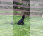 Small Mutt