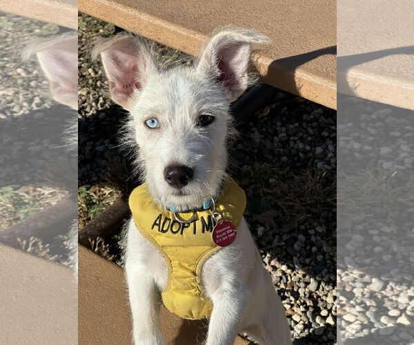 Medium Photo #12 Mutt Puppy For Sale in St. Louis Park, MN, USA