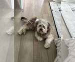 Small #4 Cocker Spaniel-Poodle (Miniature) Mix