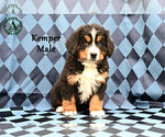 Small Photo #10 Bernese Mountain Dog Puppy For Sale in HARRISONBURG, VA, USA