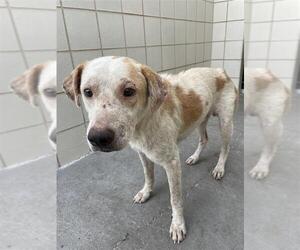 Mutt Dogs for adoption in Corpus Christi, TX, USA