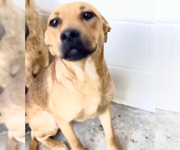 Medium Photo #2 Rhodesian Ridgeback Puppy For Sale in Houston, TX, USA