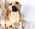 Small #1 Rhodesian Ridgeback