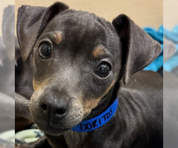 Medium Photo #1 Mutt Puppy For Sale in Pleasanton, CA, USA