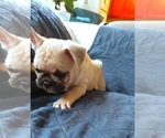 Small Photo #39 French Bulldog Puppy For Sale in MANHATTAN, NY, USA