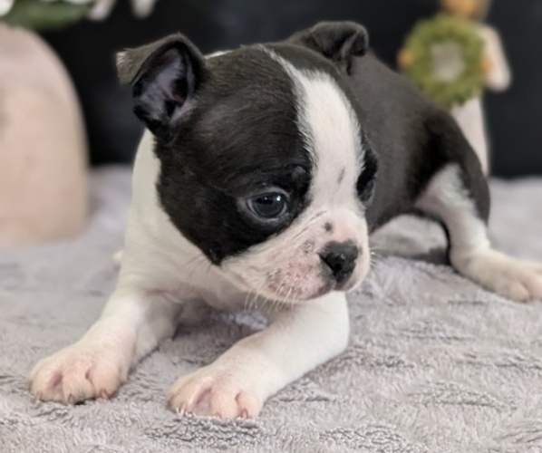 Medium Photo #15 Boston Terrier Puppy For Sale in GOSHEN, IN, USA